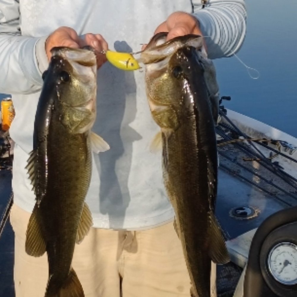 2 Fish - One Reid Line Bait